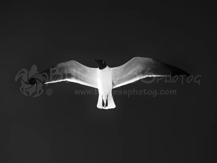 BURGESSphotog; commercial photography; conceptual, lifestyle, product; advertising.