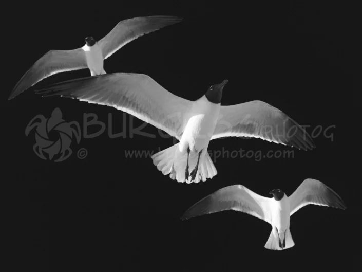 BURGESSphotog; commercial photography; conceptual, lifestyle, product; advertising.